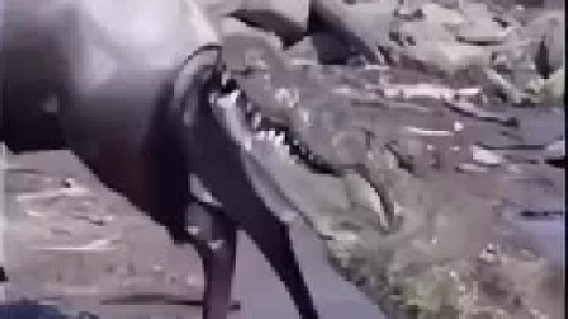 鳄鱼：魔法攻击，不讲武德