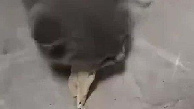 狗护食打一顿就好多了，猫护食怎么打都纠正不了。