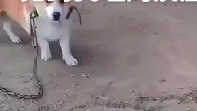 眼神都清澈了