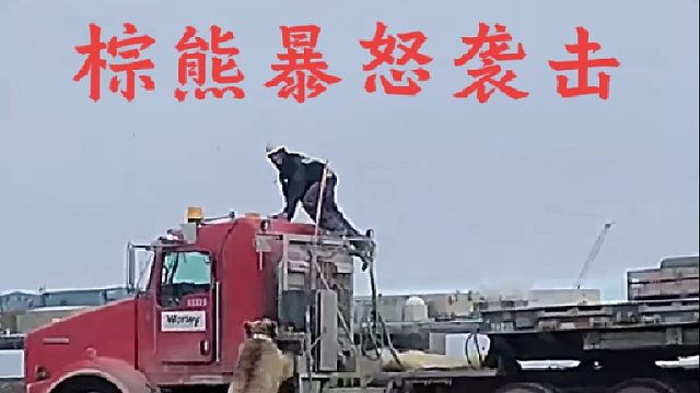 暴怒中的棕熊简直令人恐怖如斯也