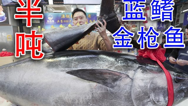 530斤的蓝鳍金枪鱼，又一次破纪录