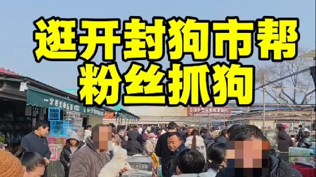 继续逛开封狗市，帮粉丝达成养宠新心愿，新手逛狗市建议多看多学