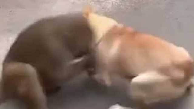 啸天犬大战孙悟空