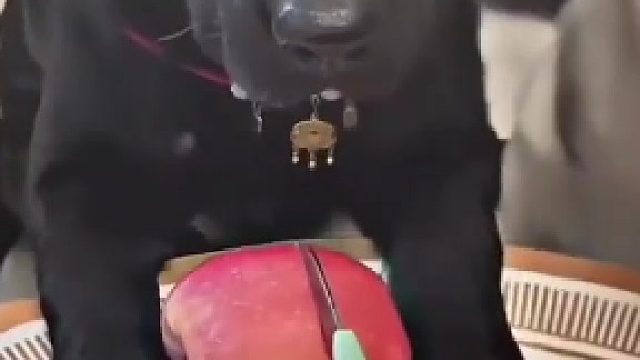 狗：热水太烫我不敢喝 人心太冷我不敢碰。