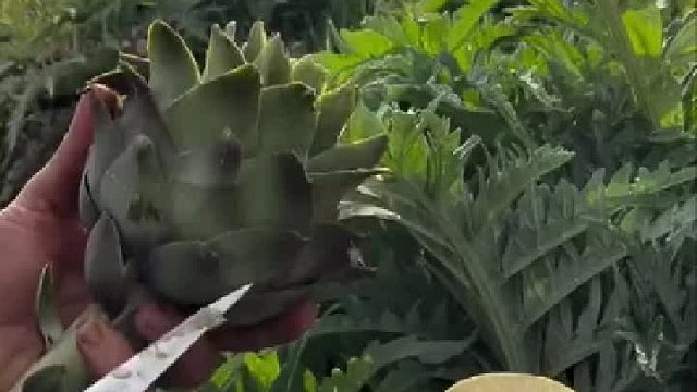 公摊面积最大的蔬菜，炒一盘得种一亩地