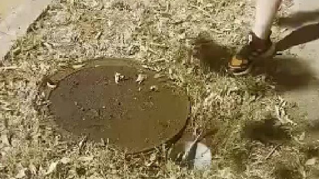 路人发现下水道口有异常 竟然拽出了一只奇特生物 网友：这玩意还带着病毒