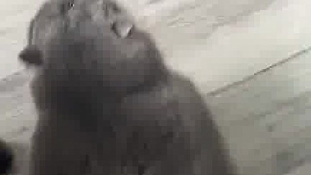 新能源小胖试驾