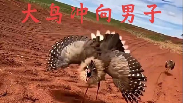 男子救下幼鸟，大鸟妈妈却要跟他拼命