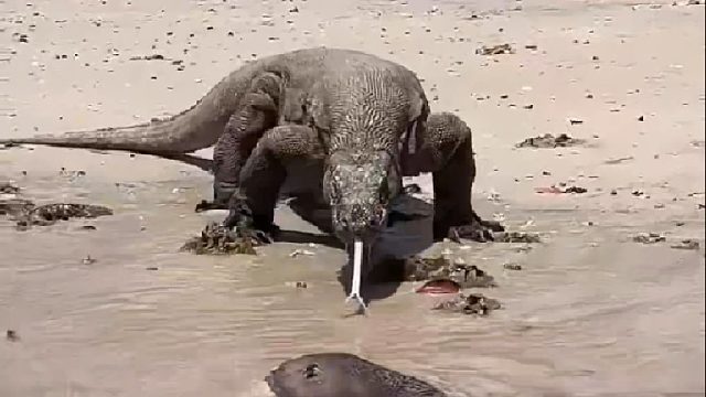 巨蜥三嫂海边捡到电鳗不料结局令她后悔莫及