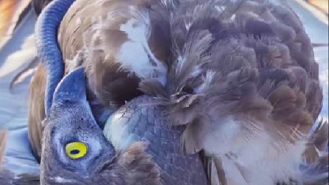 老鹰抓捕毒辣条却反被对方锁住四脚朝天