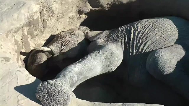 老白紧急营救被困水坑许久的小象