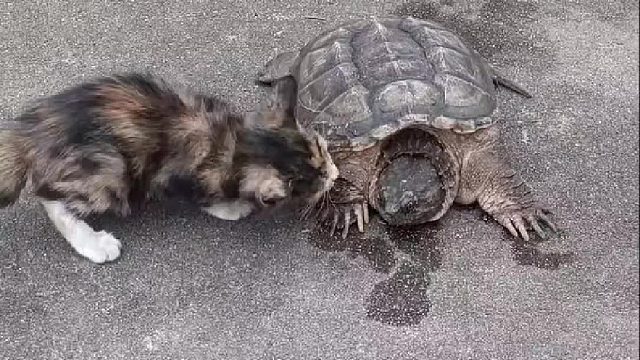 猫咪的反应速度简直令人难以置信
