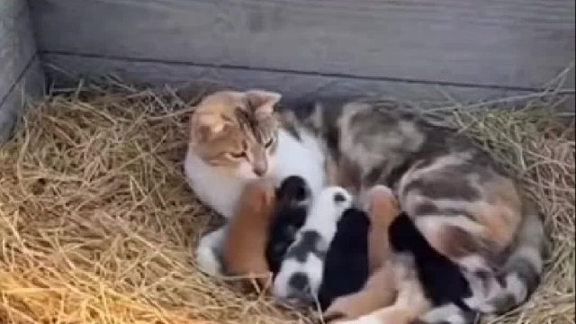 美洲狮叼走猫妈妈，狗狗合力营救