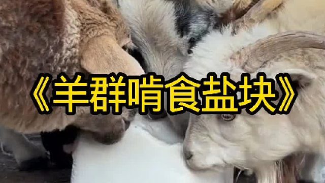 一群羊啃食泡沫箱子