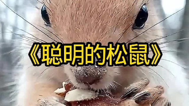 聪明的松鼠偷食物