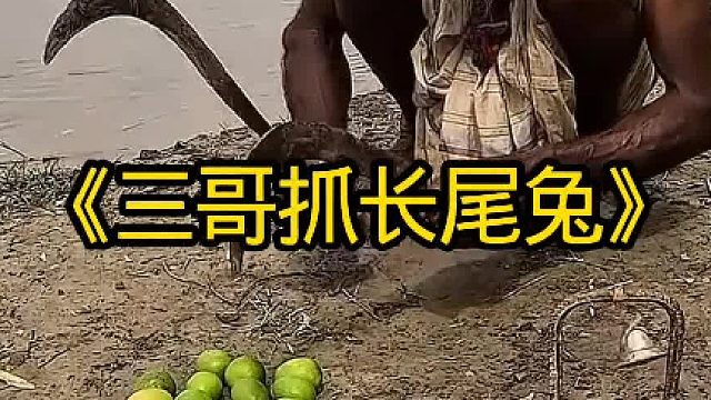 三哥抓捕偷吃玉米的长尾兔