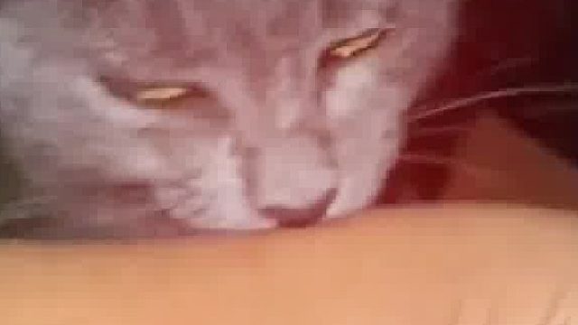 有奶就是娘
