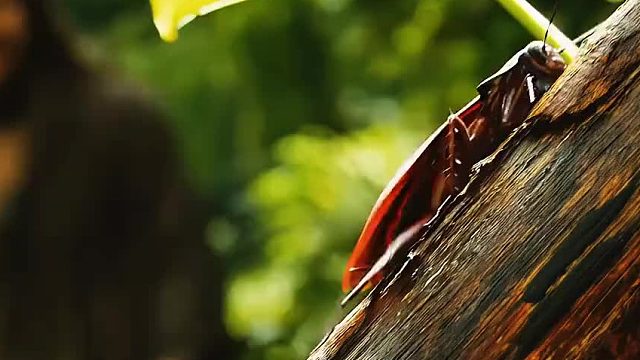 这口味不敢苟同