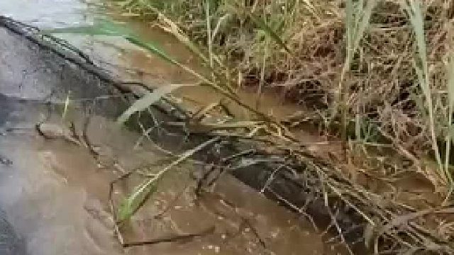 这是发现啥了，好不容易抄起的网子，就撒手了