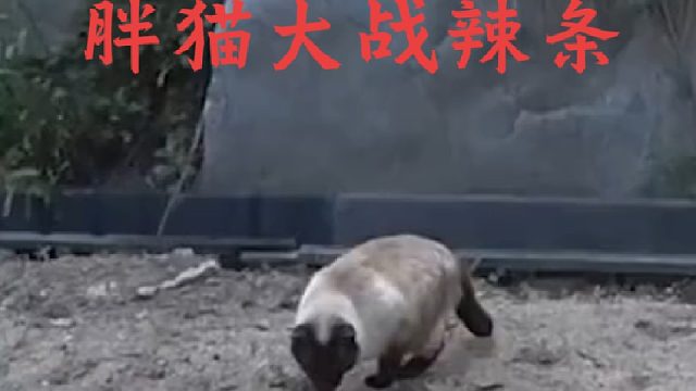 胖猫与毒辣条狭路相逢直接开战