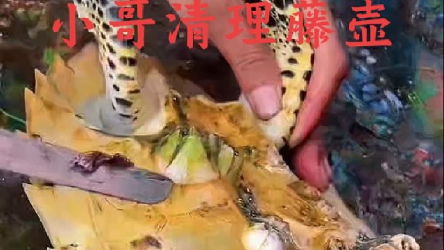 小海龟靠近船只向人类寻求帮助