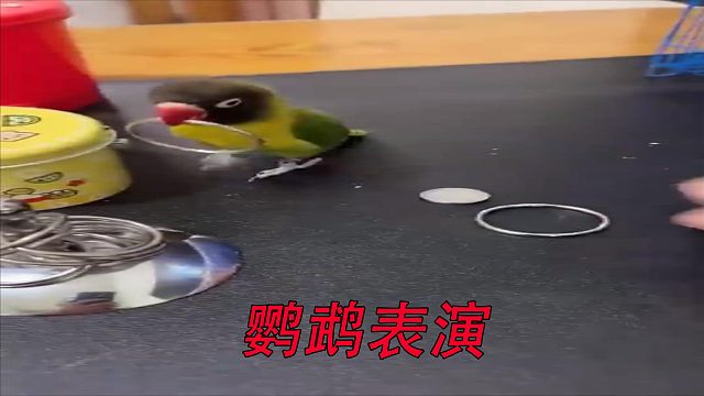 鹦鹉表演