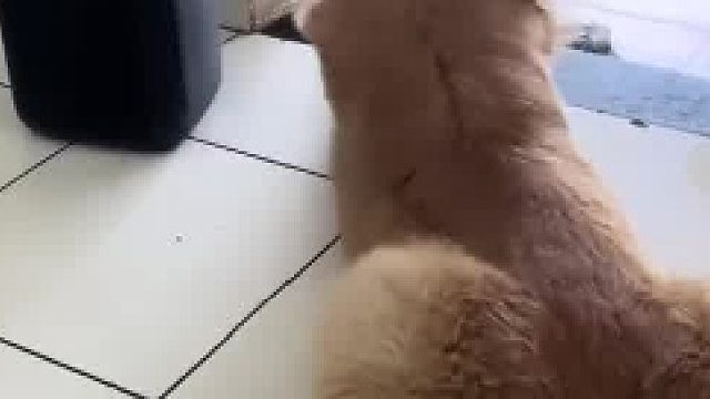 难道这就是传说中的酷狗音乐