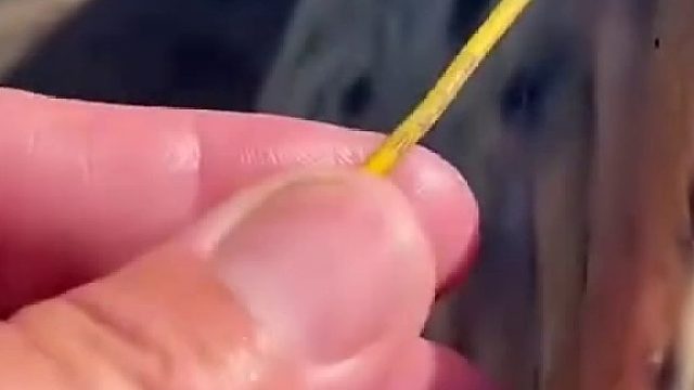男子去钓鱼，居然钓上来一条带标的鳄雀鳝，网友：这么大的该怎么处理？