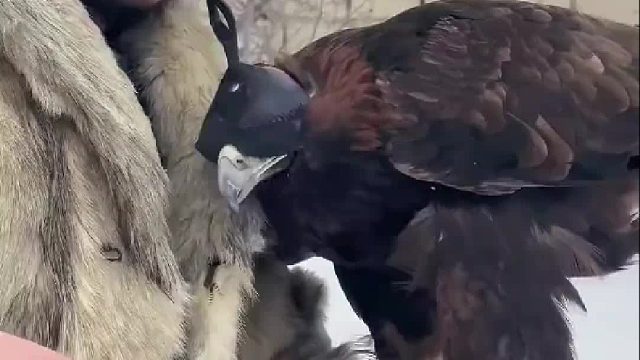 牧民请来金雕猎户抓捕偷吃绵羊的野狼