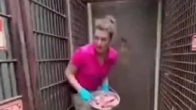 大猩猩说我还等着饲养员给我送饭吃的，小豹子，快把饲养员放出来。