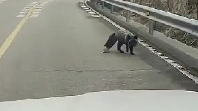 为什么狐狸要拦路？这是咋回事？有懂的家人们吗？求解！