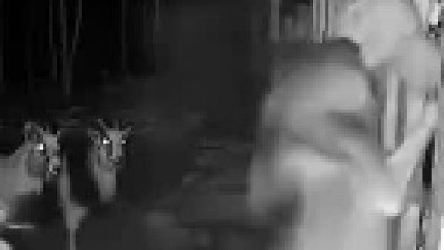 夜色中的惊险一幕：狗与鬼的较量