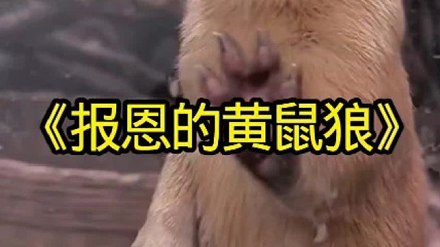 偷鸡的黄鼠狼报恩村民