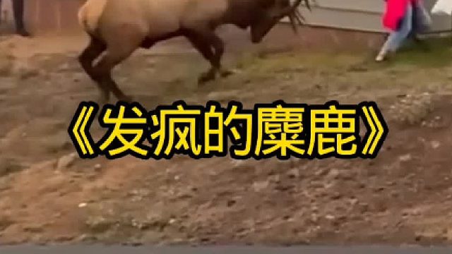 抓捕发疯的麋鹿