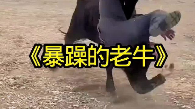 暴躁的老牛突然发疯