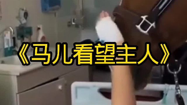 马儿看望生病的主人
