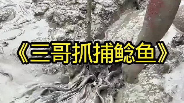 三哥抓捕鲶鱼