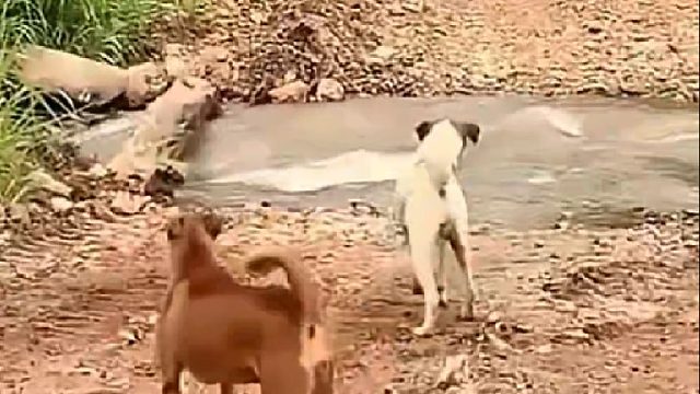 土狗挑衅狮子，最后却被老虎收拾了