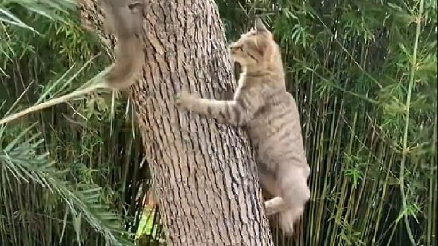 狸花猫的攻击速度究竟有多狠