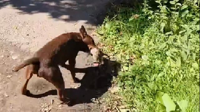 巡回犬抓捕长尾兔究竟有多么强悍