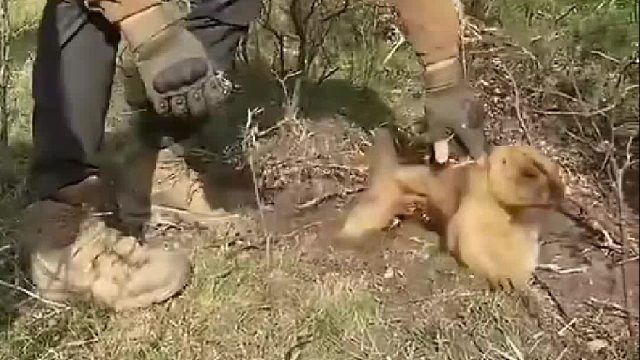 热心男子营救被困土拔鼠