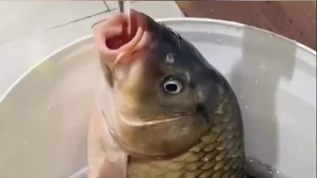 十分有灵性的鲤鱼用自己的方式向大哥道谢