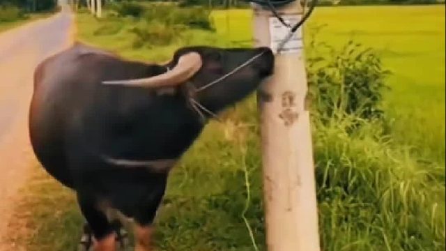 脱缰的老牛被高压线电飞，就连猴哥也难逃一劫