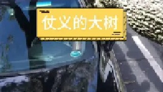 这大树是真仗义啊