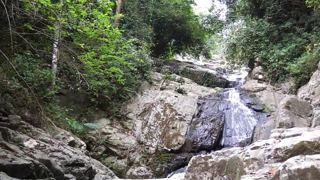 20260211原始技术 - 仙人掌和烹饪鳗鱼食谱