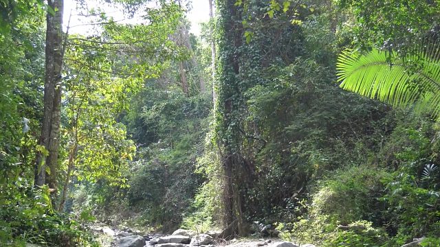 20260211原始技术 - 烹饪巨型黄貂鱼作为食物