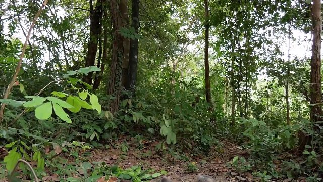 20260211原始技术 ⧸ 在岩石上煮猪肾