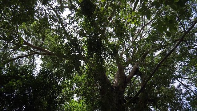 20260211原始技术-煮鸡吃东西