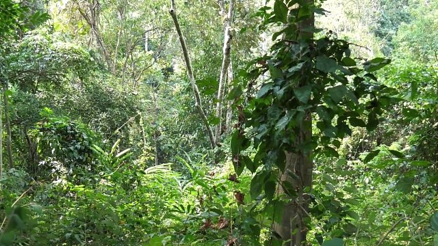 20260211原始技术-聪明男孩捕捉和烹饪螃蟹