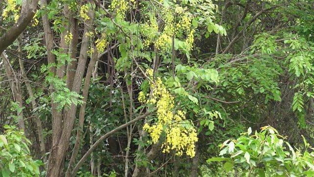 20260211原始技术——在岩石上烹饪鸡翅真是太棒了
